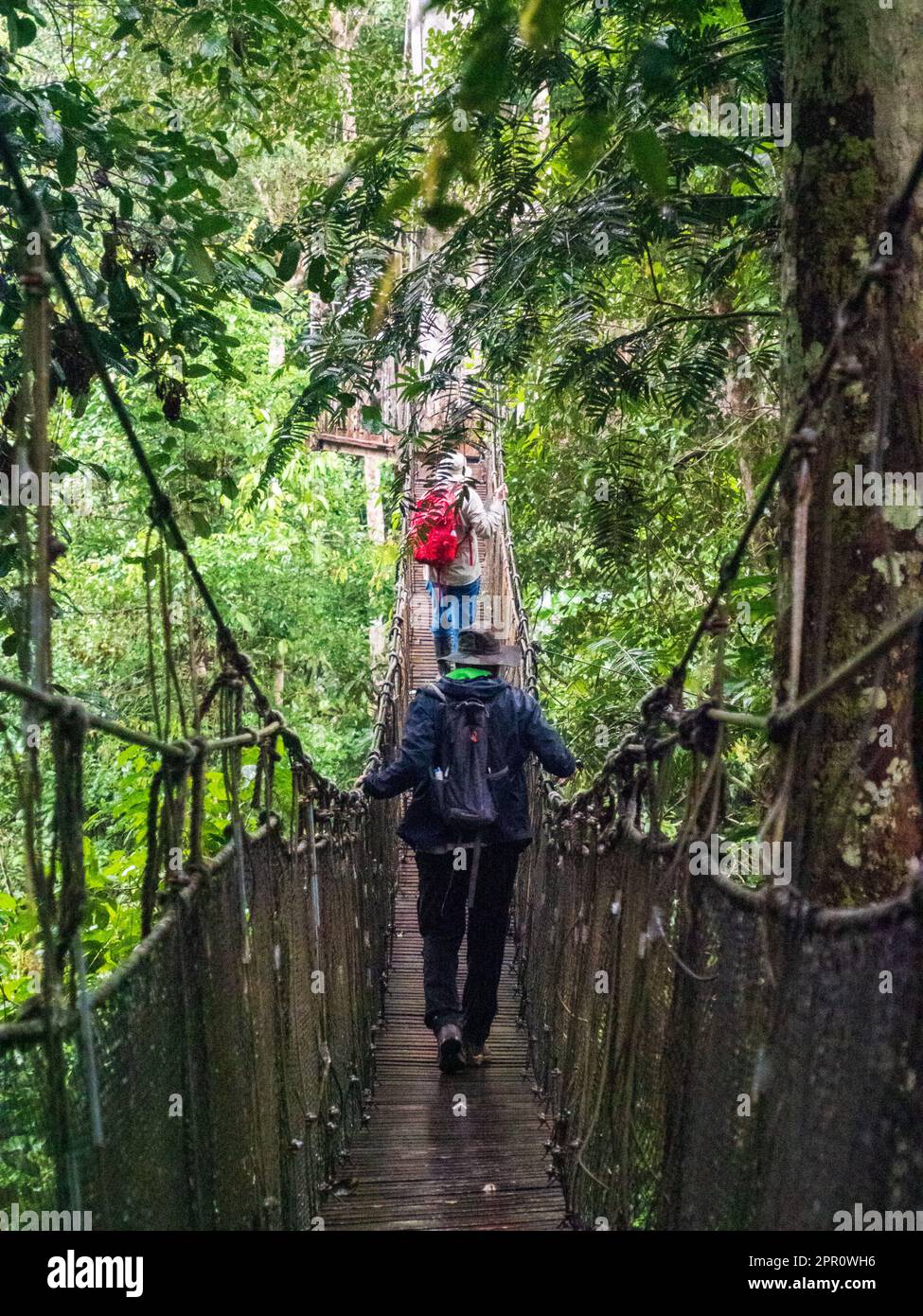 Amazon Natural Park Canopy Walkway. Canopy cable bridge for tourists in