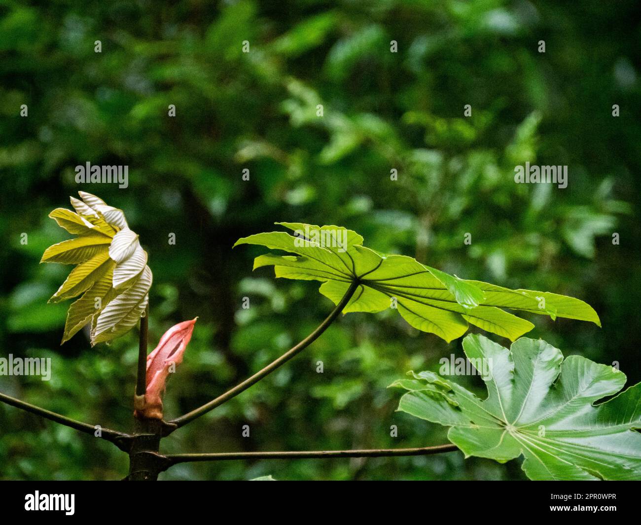 New life in the Amazon rain forest. Amazonia, Pacaya Samiria National