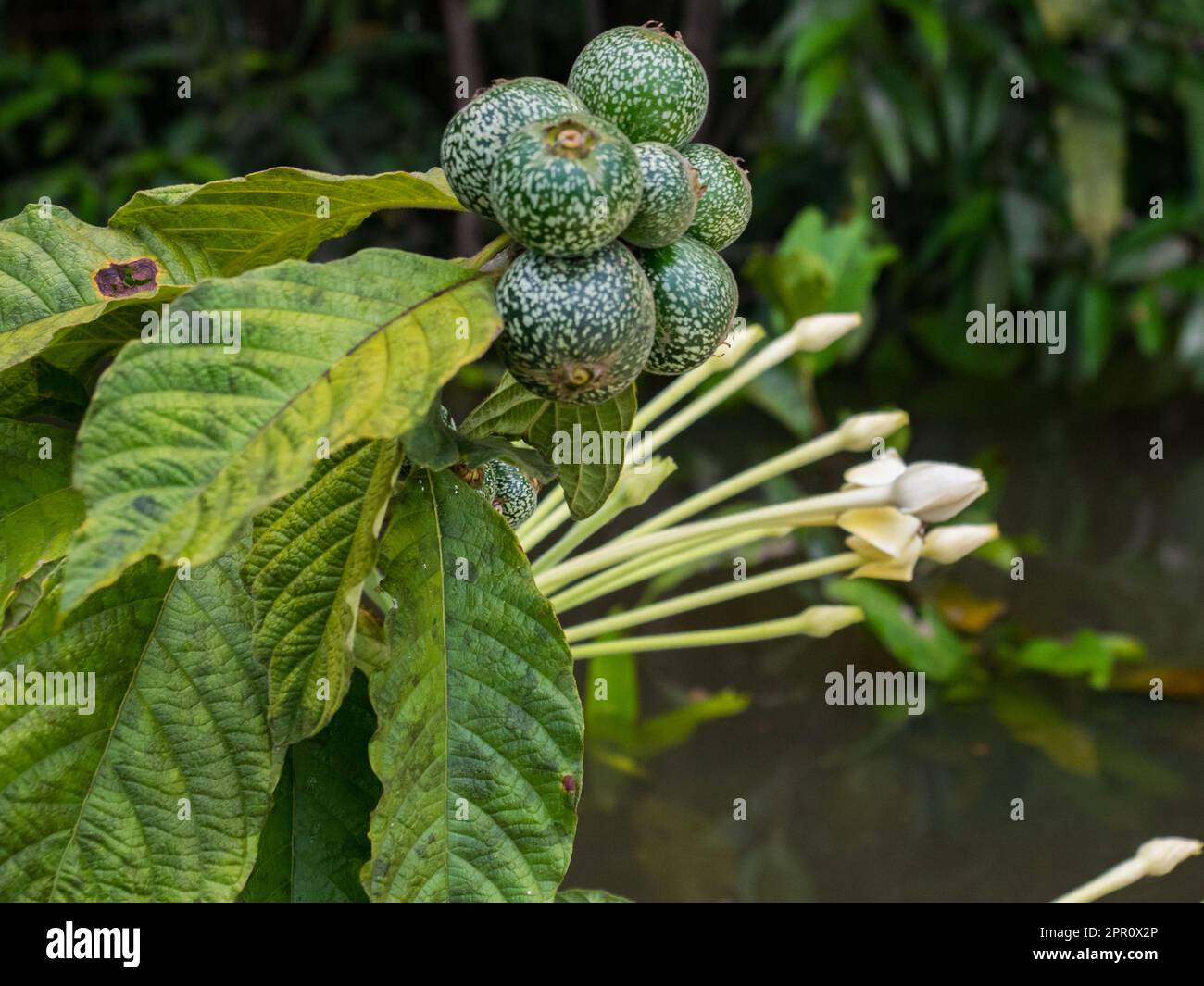 Genipa americana is a species of trees in the family Rubiaceae. Native to the tropical forests. Other names; Colombia: jagua, caruto, huito; Brazil: j Stock Photo