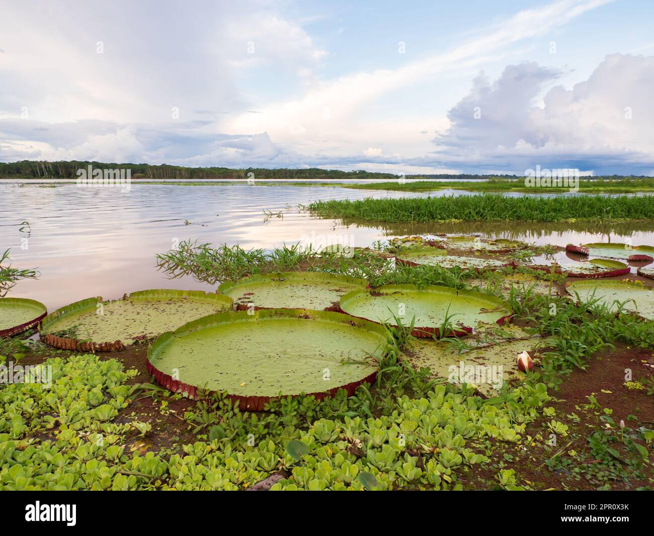 Victoria amazonica in Pacaya Samiria National Reserve. It is a species of flowering plant, the largest of the Nymphaeaceae family of water lilies. Ama Stock Photo