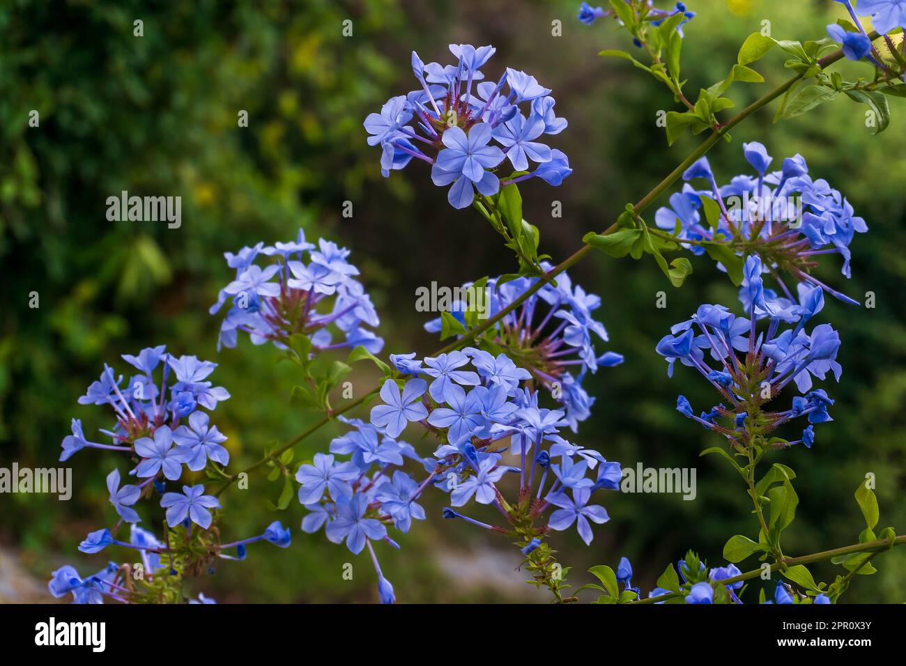 Blooming bush plumbago auriculata with pale blue flowers close up Stock Photo