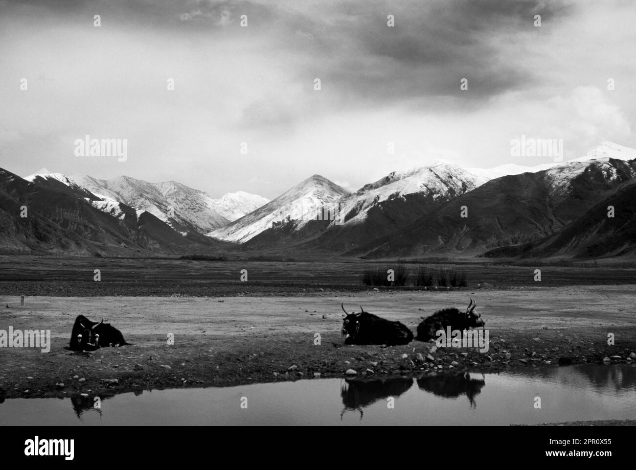 YAKS relax on the TIBETAN PLATEAU with the HIMALAYAS as a backdrop - CENTRAL TIBET Stock Photo