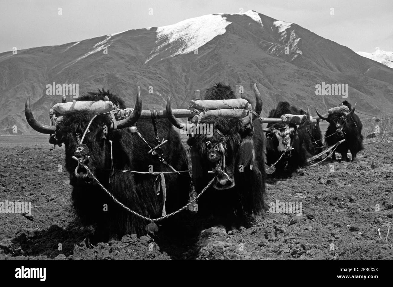 Teams of YAKS are used to PLOW the fields which will be planted with BARLEY & other crops - CENTRAL TIBET Stock Photo