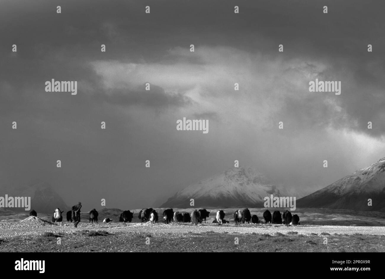 A DROKPA (Tibetan nomad) herds his yaks on the TIBETAN PLATEAU - Southern route to MOUNT KAILASH, TIBET Stock Photo