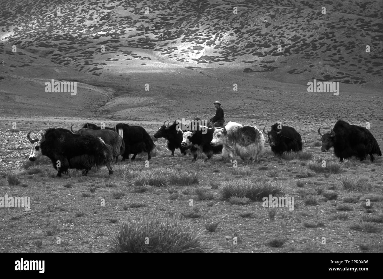 A DROKPA (Tibetan nomad) herds YAKS mounted on his HORSE Southern