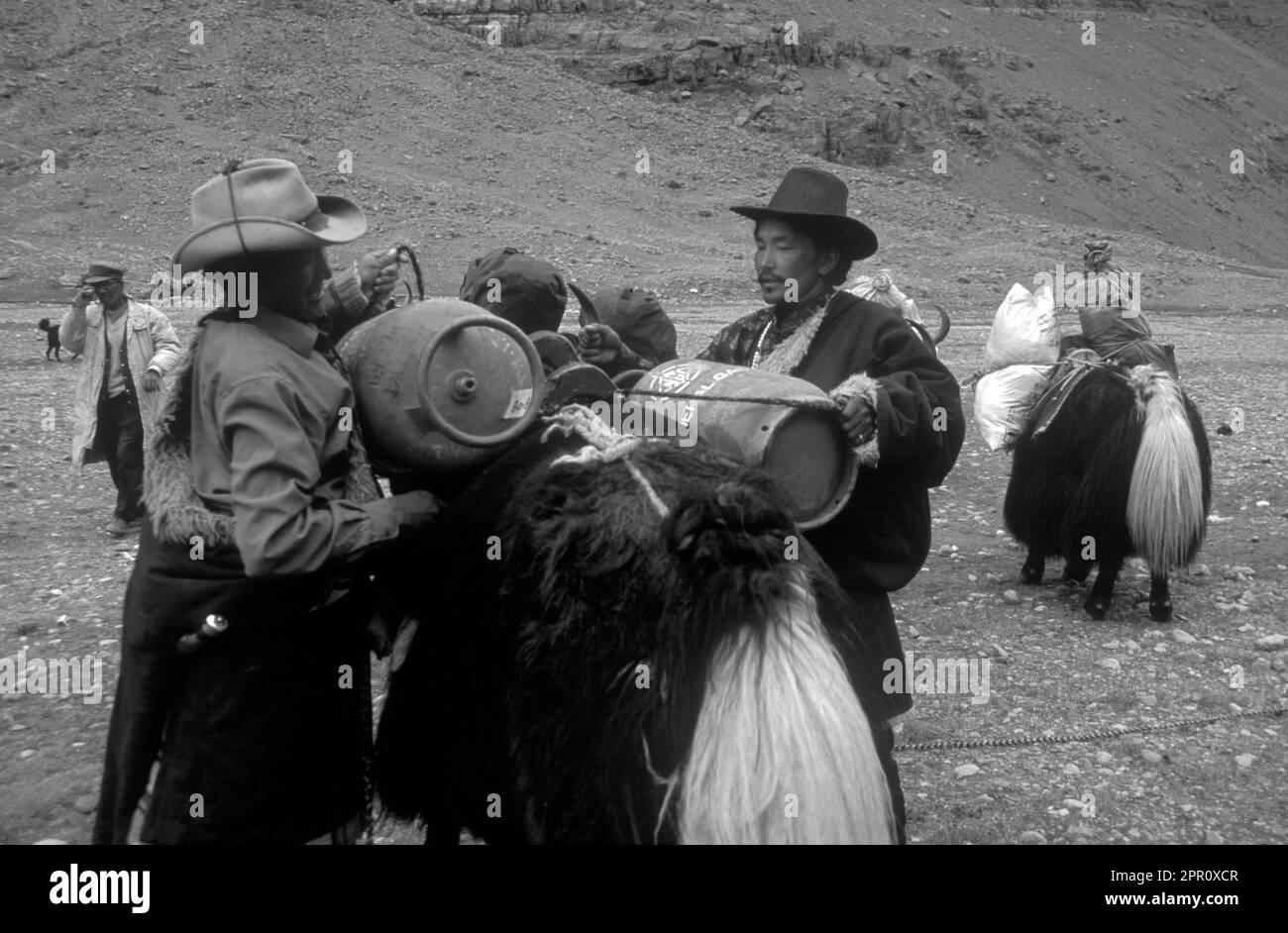 YAKS are loaded for the KORA around MOUNT KAILASH (6638 METERS) the most sacred HIMALAYAN PEAK - TIBET Stock Photo