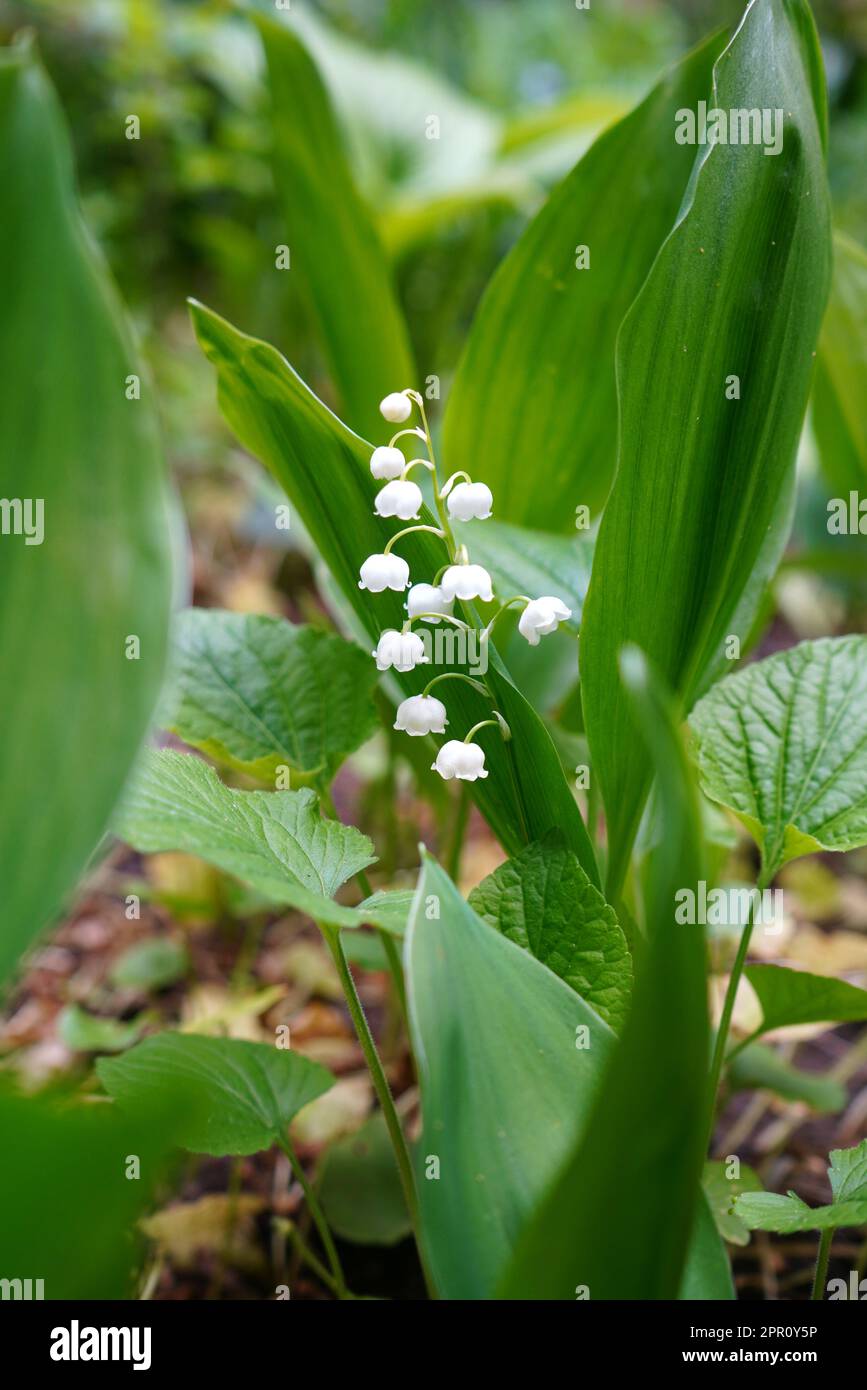 Lily of the valley (convallaria majalis) fresh and delicate white flower among green leaves in a garden in spring Stock Photo