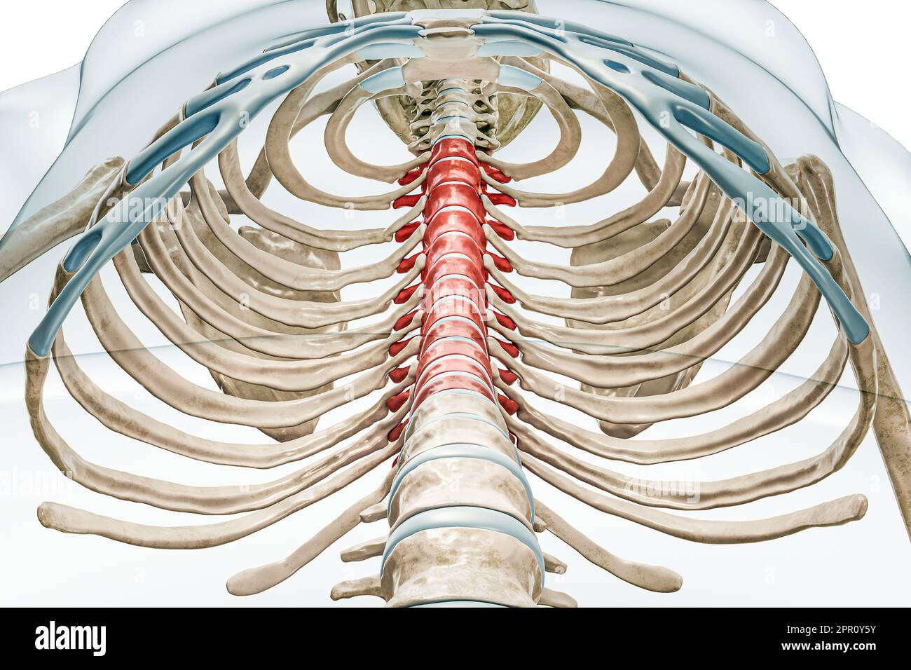 Thoracic Spine Anatomy Poster Anatomy Bones Anatomy Human Spine