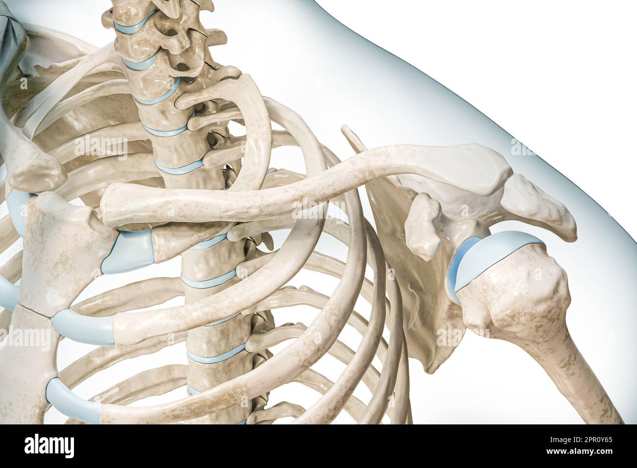 Clavicle Bone Or Collarbone Close up With Body 3D Rendering Clavicle Bone Or Collarbone Close up With Body 3D Rendering