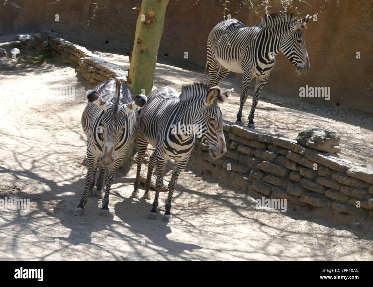 Los Angeles, California, USA 21st April 2023 Grevys Zebras at LA Zoo on