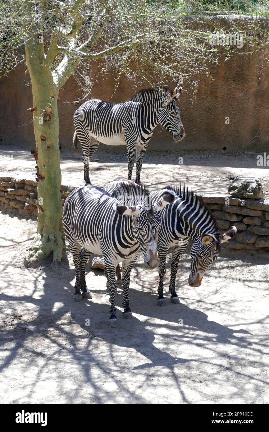 Los Angeles, California, USA 21st April 2023 Grevys Zebras at LA Zoo on April 21, 2023 in Los