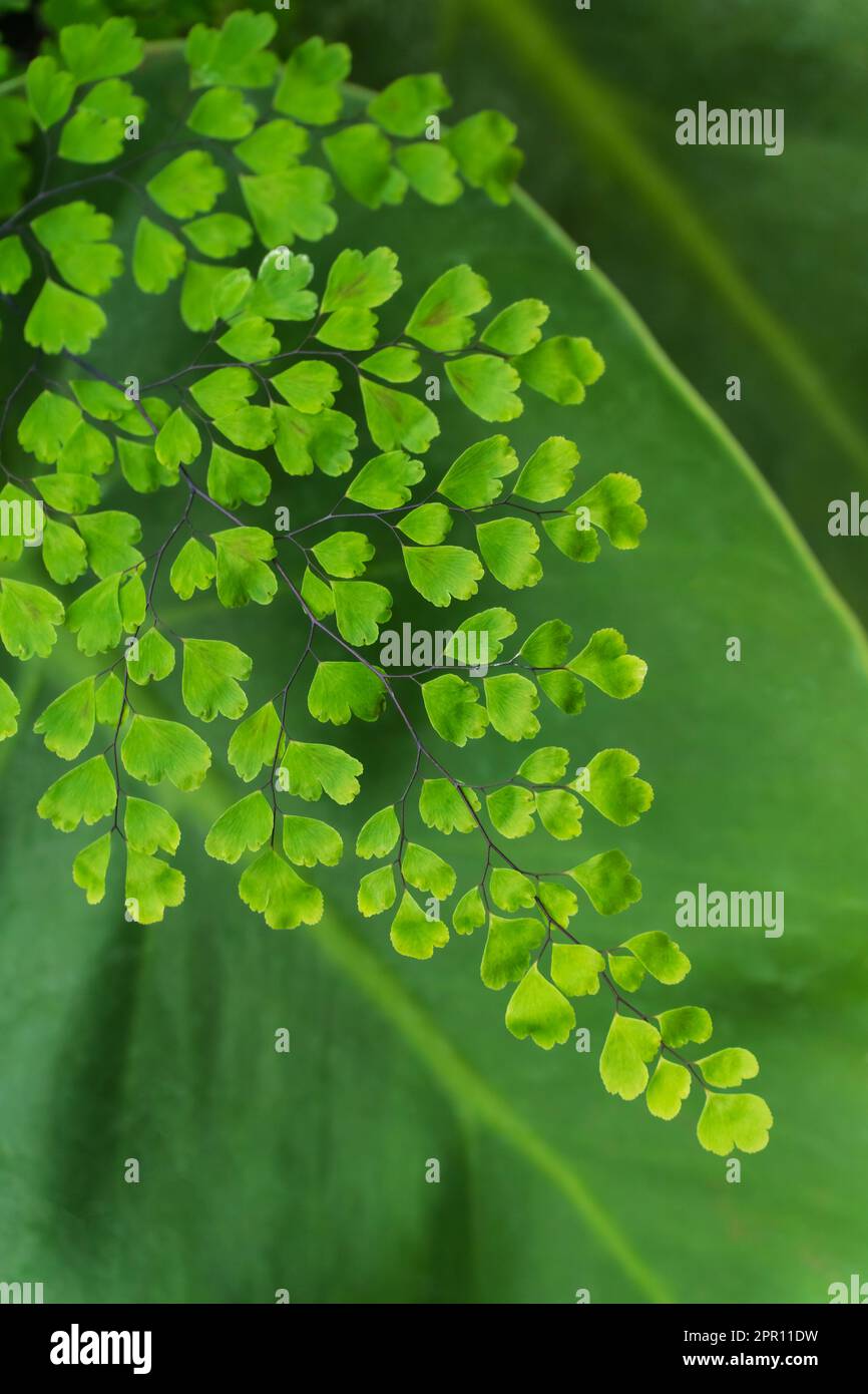 Close up maidenhair fern leaves hi-res stock photography and images - Alamy