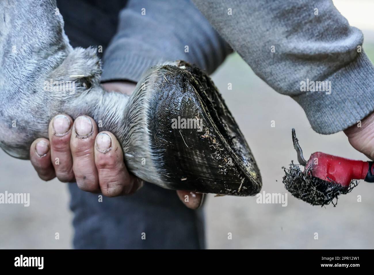 Man farrier using pick knife tool to clean horse hoof, before applying new horseshoe. Closeup up detail to hands holding wet animal feet Stock Photo