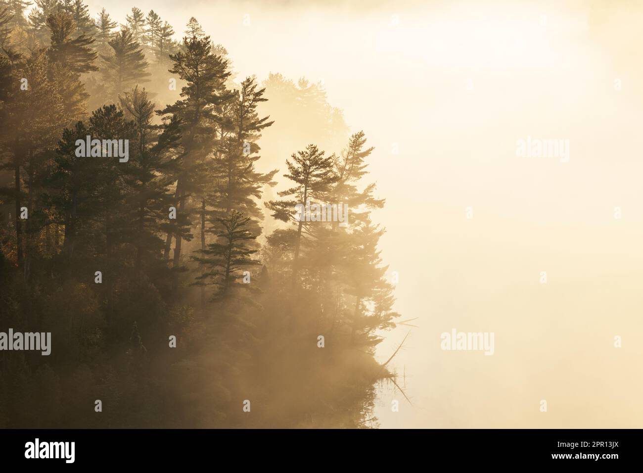 Pine trees in early morning sunlight and fog on a boundary waters lake in northern Minnesota Stock Photo