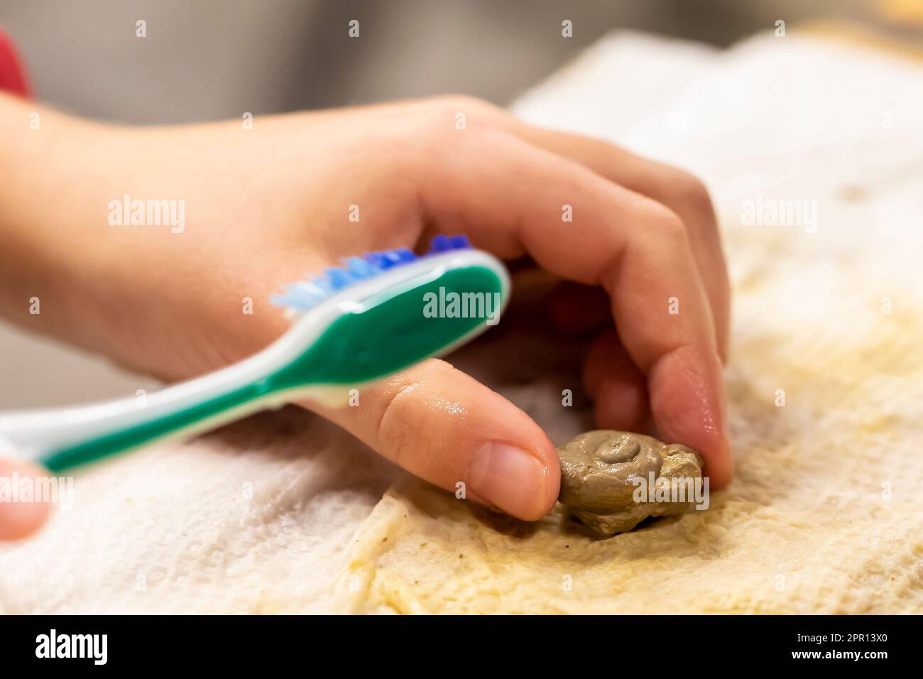 Cleaning gastropod fossil from Fossil & Prairie Park Preserve, Rockford, Iowa, USA Stock Photo