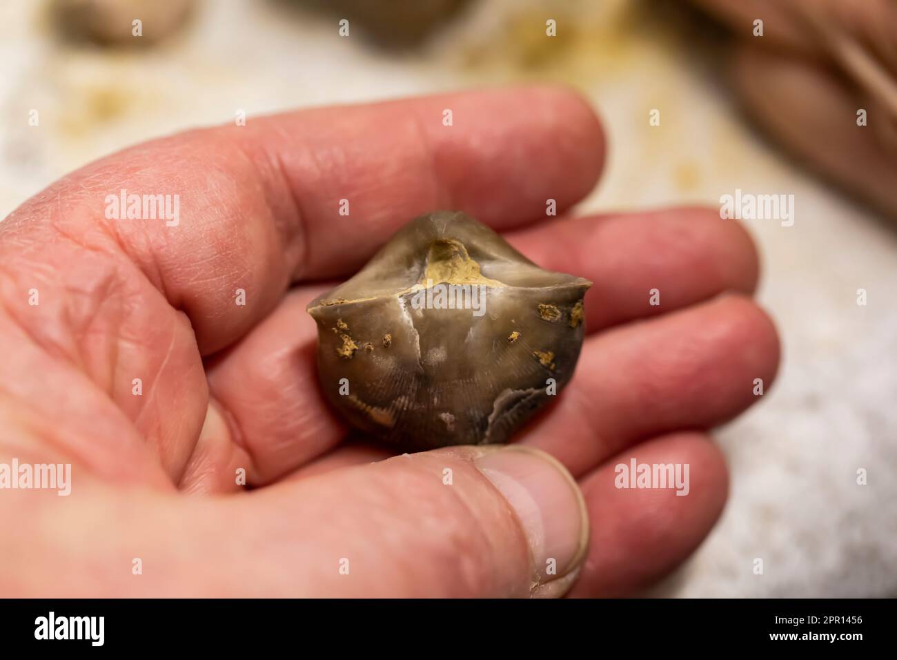 Brachiopod from Fossil & Prairie Park Preserve, Rockford, Iowa, USA