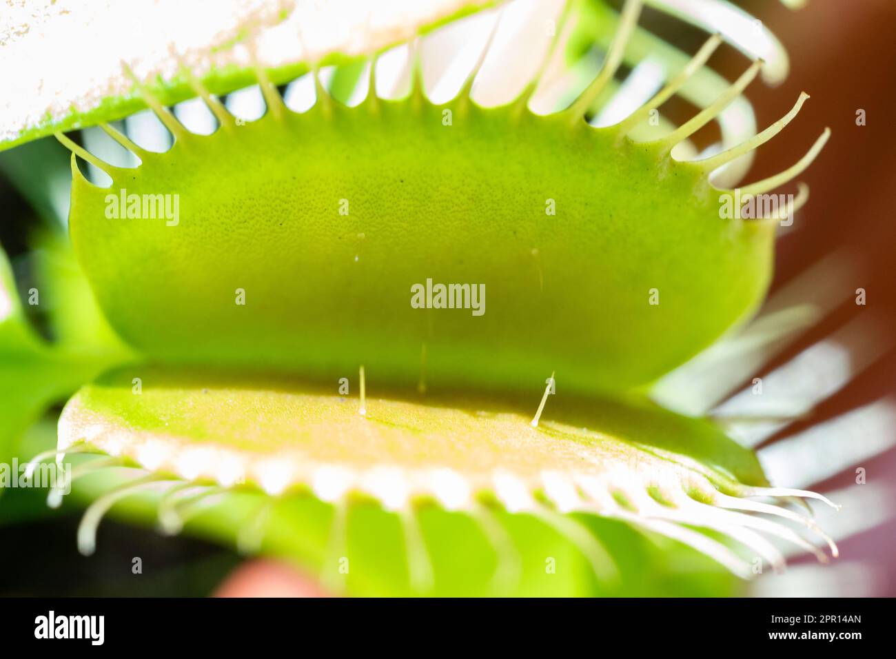 Closeup Venus flytrap ,Insectivorous plants ,Low Giant ,Dionaea