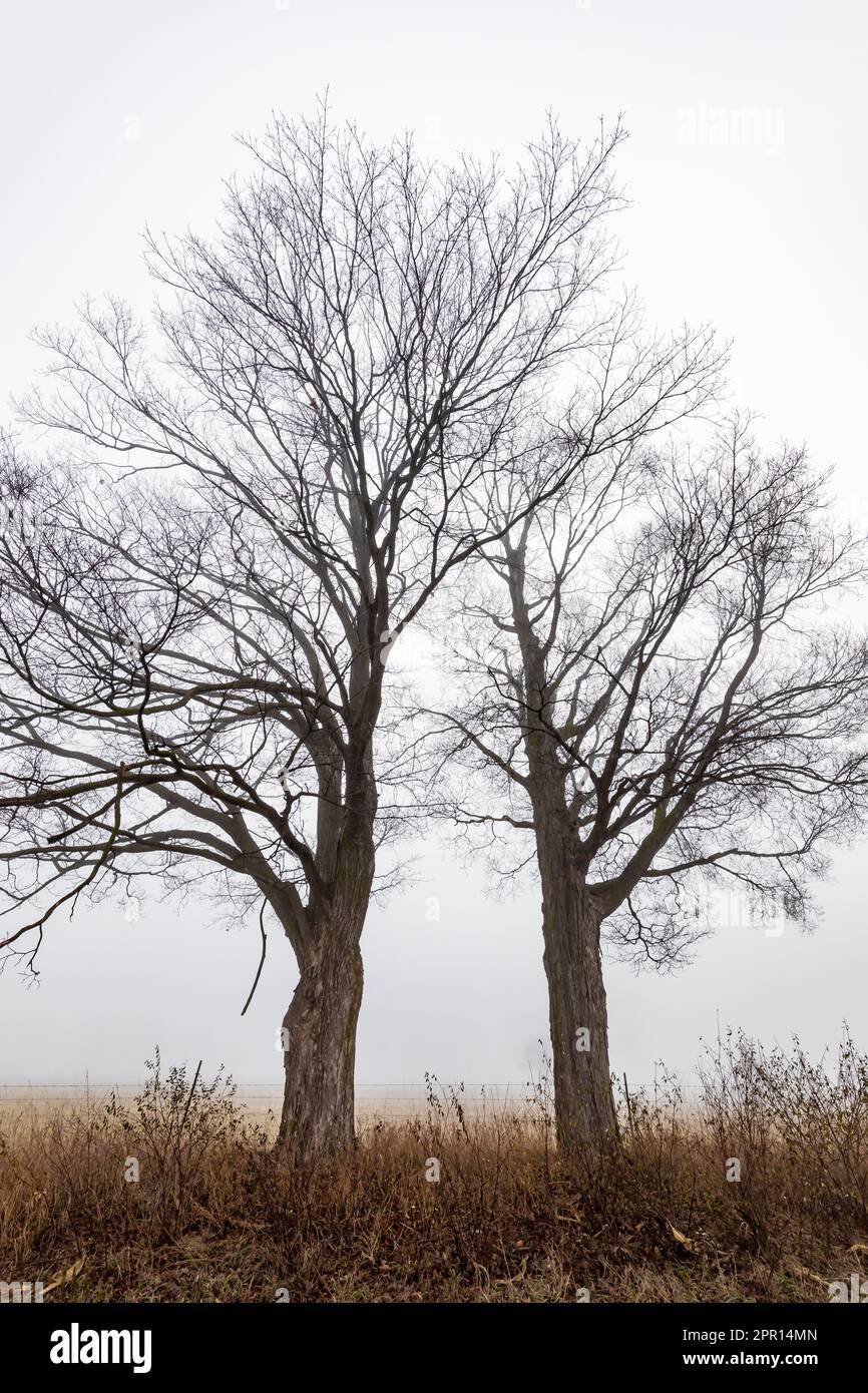 Trees along sandy road through Amish farmland in Central Michigan, USA Stock Photo