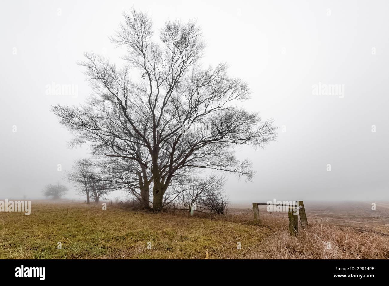 Trees along sandy road through Amish farmland in Central Michigan, USA Stock Photo