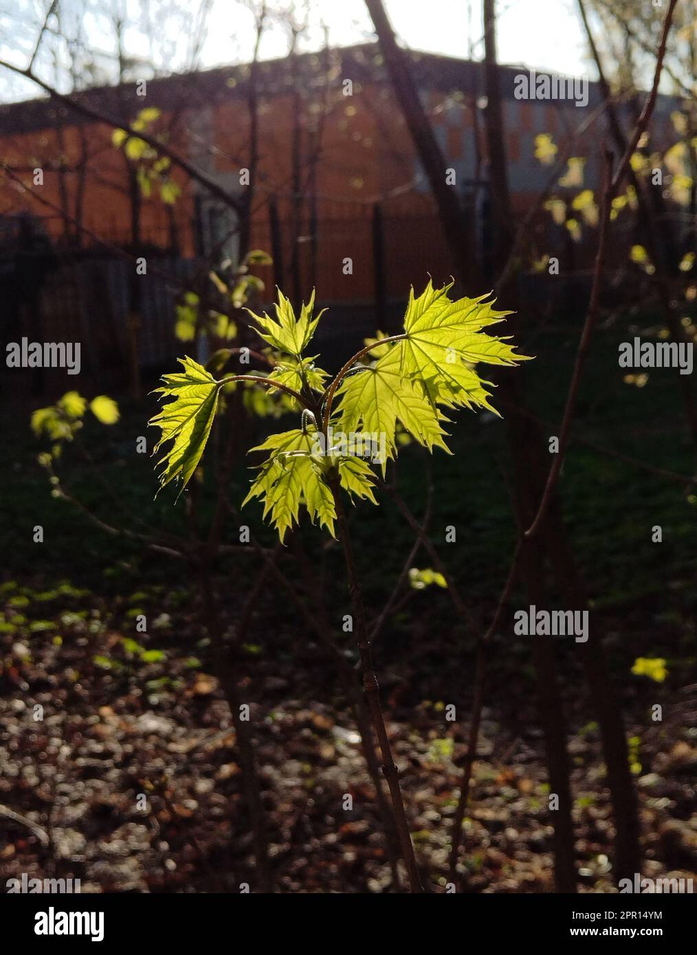 First green small leaves of maples aboyut 4-5 sm length  : April 23 in Moscow oblast (warmth April) Stock Photo