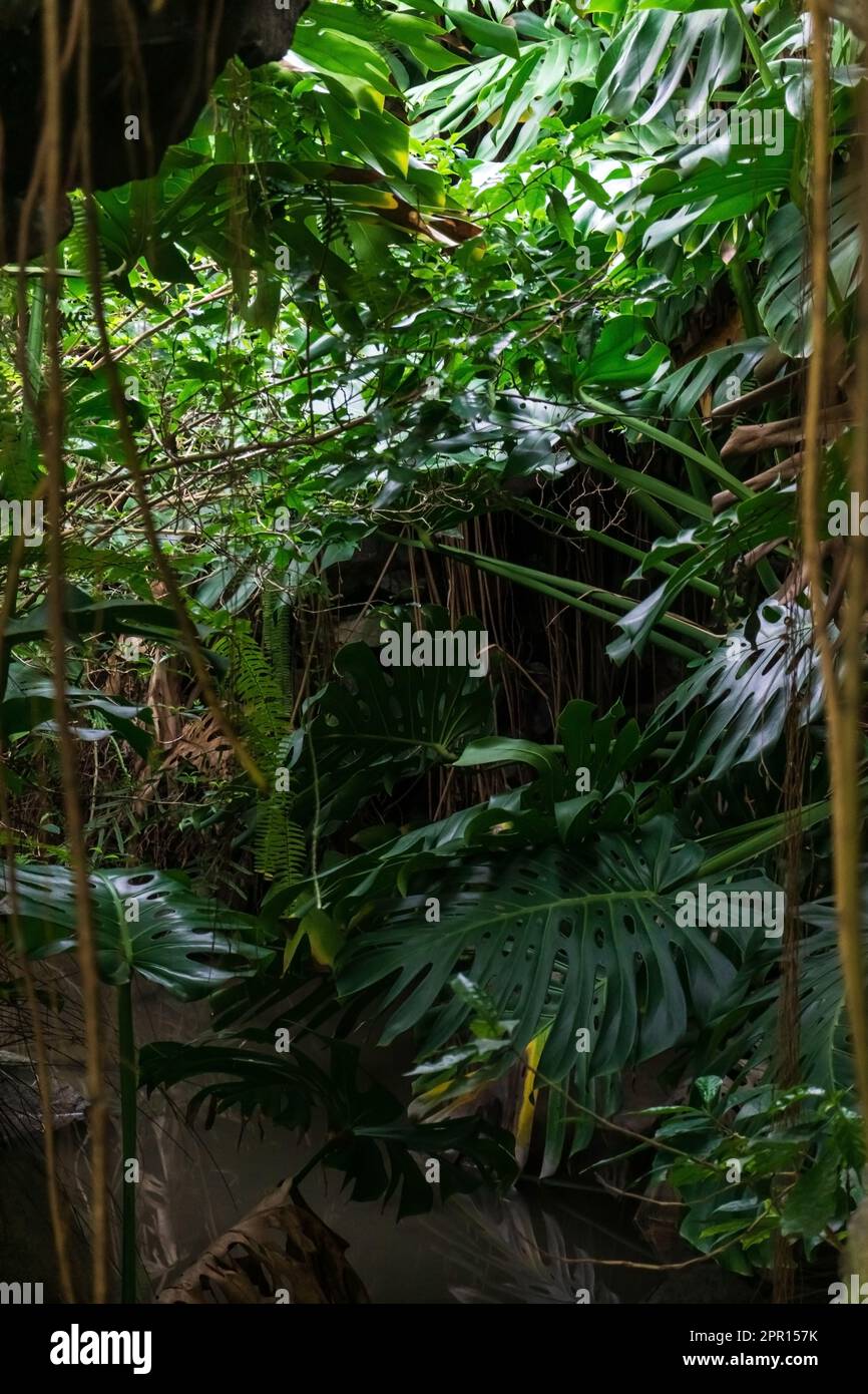 Tropical zen plants in the tropics hi-res stock photography and images ...