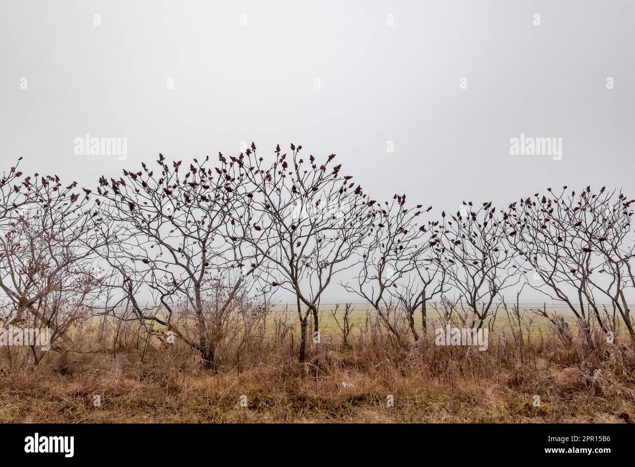 Sumac, Rhus sp., along a fencerow on a foggy day in Central Michigan, USA Stock Photo