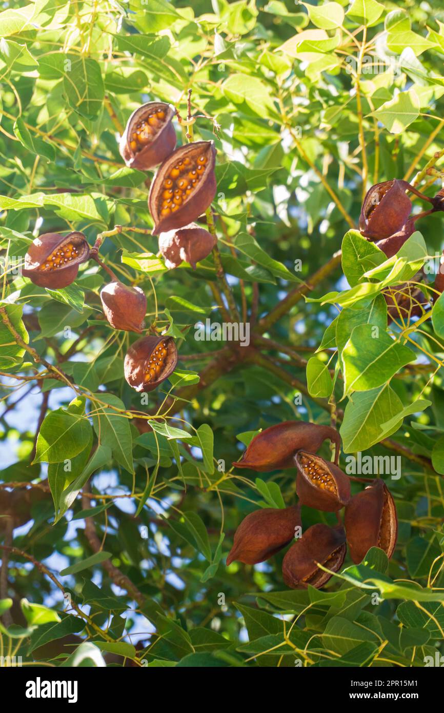 Brown pods with seeds on the branches of a Brachychiton tree Stock Photo