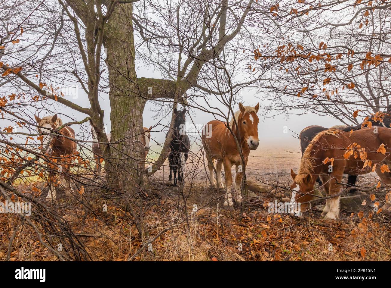 Amish Belgian and Percheron work horses in a fenced pasture in Central ...