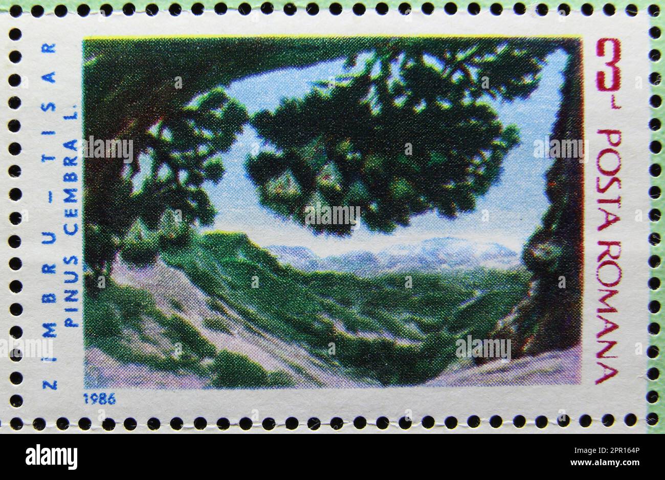 ISTANBUL, TURKEY - JANUARY 03, 2021: Romanian stamp shows Fauna and flora, Pinus Cembra circa 1986 Stock Photo