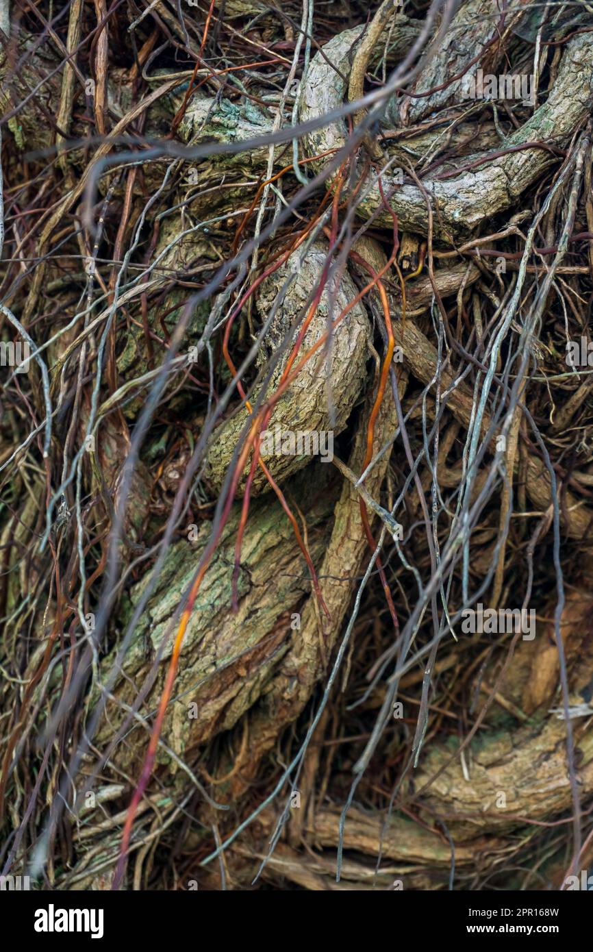 The trunk of a tree covered with an interweaving of aerial roots background close up Stock Photo