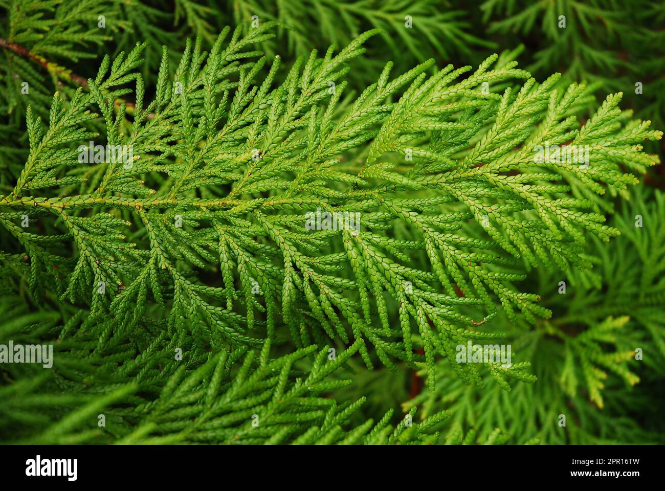 The thujopsis dolabrata tree grows in the garden. A twig with evergreen leaves. Stock Photo