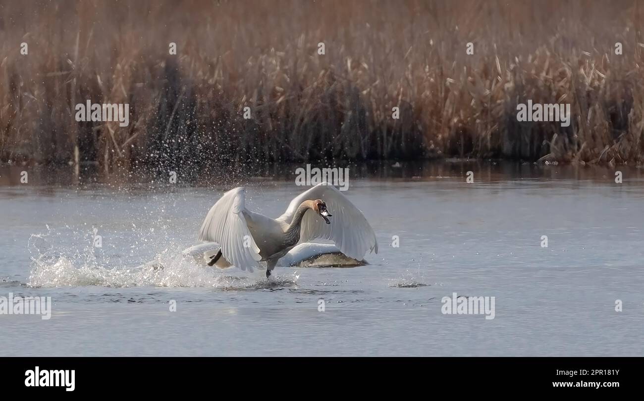 Trumpeter swans splashing in the water in early spring Stock Photo