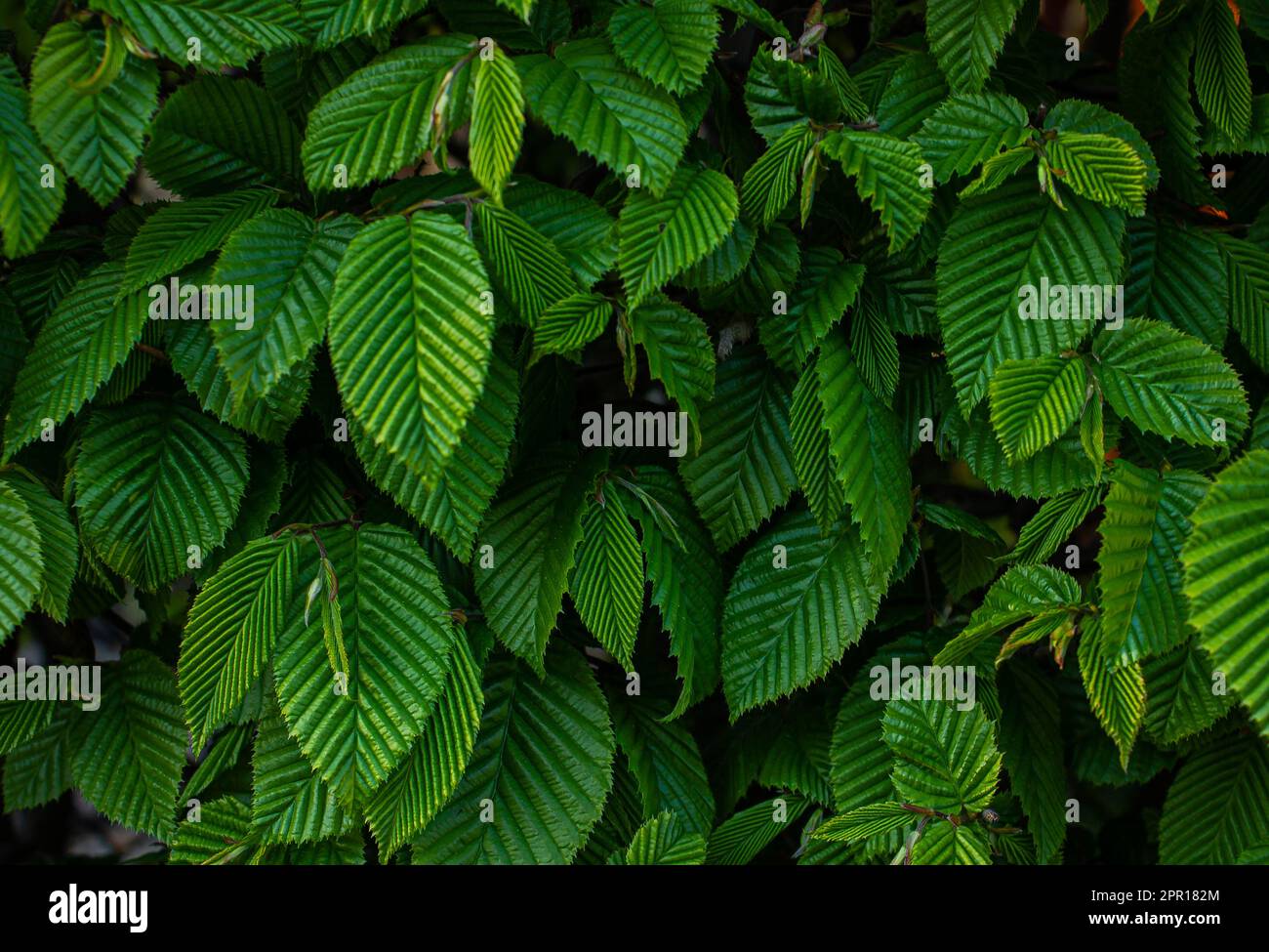 Selective focus of Ulmus pumila celer leaves, European hornbeam or carpinus betulus in the garden. Green leaf pattern, Nature background. Stock Photo