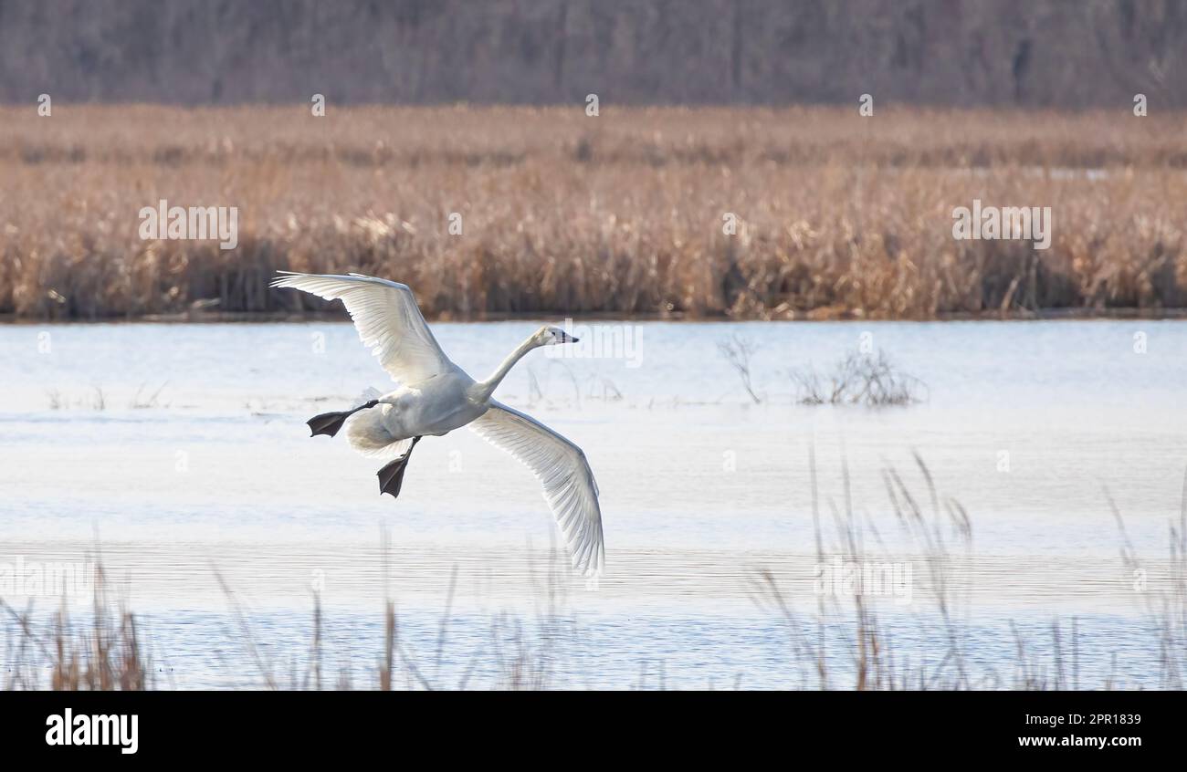 A lone trumpeter swan flying over a local marsh in early spring Stock Photo