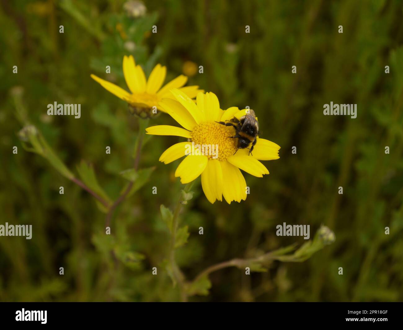 A bee gathers pollen from a corn marigold (Glebionis segetum) on the West Lawn at the Lost Gardens of Heligan - June 2019 Stock Photo
