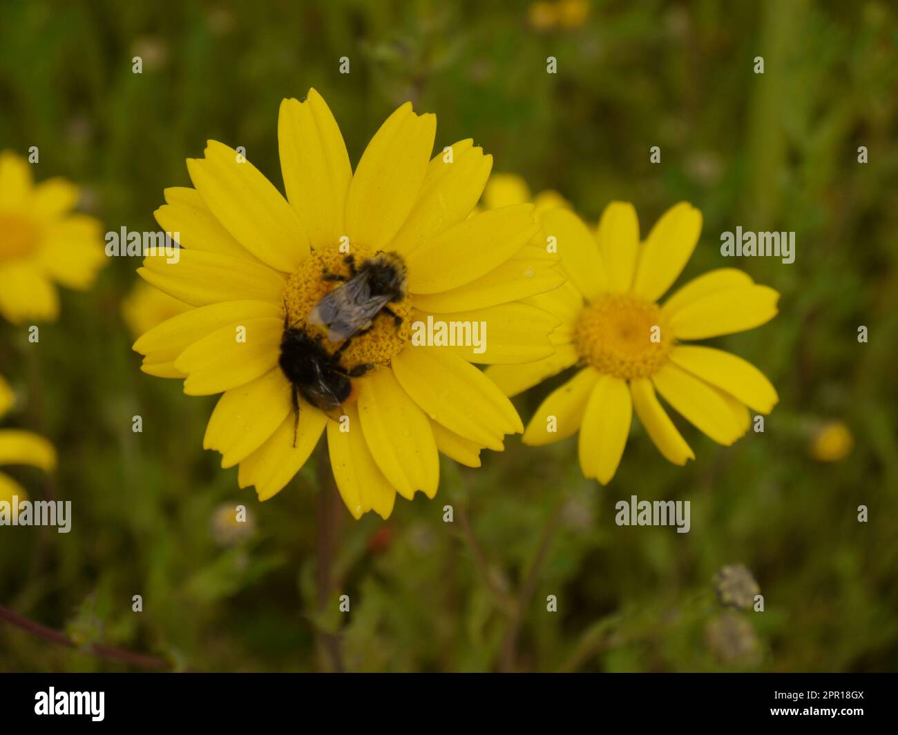 Two bees gather pollen from a corn marigold (Glebionis segetum) on the West Lawn at the Lost Gardens of Heligan - June 2019 Stock Photo