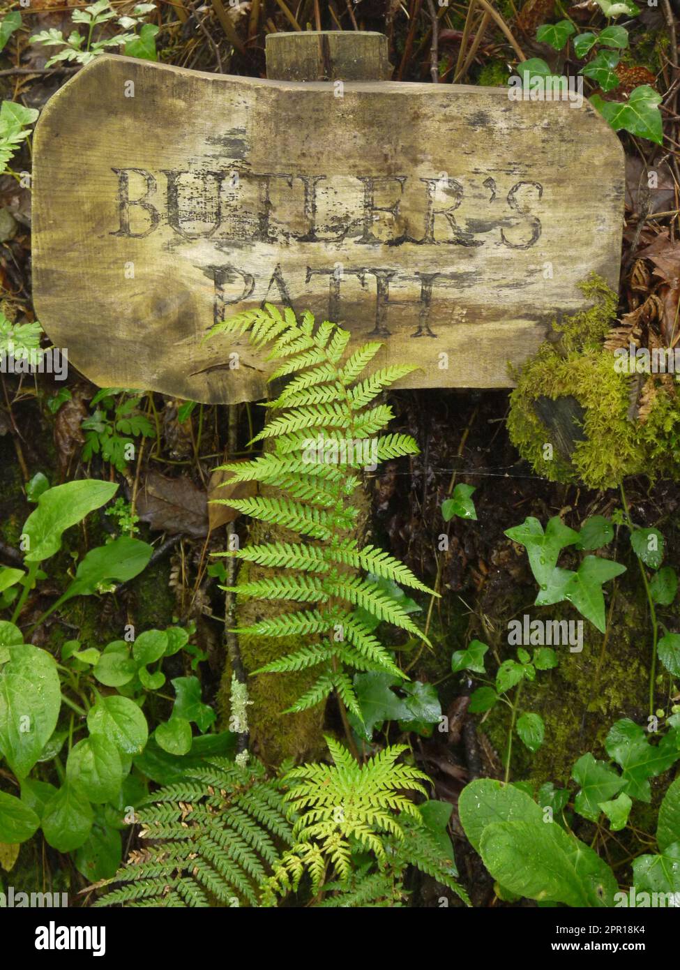 A fern grows in front of the weathered sign for Butler's Path, which runs alongside The Jungle at the Lost Gardens of Heligan - June 2019 Stock Photo