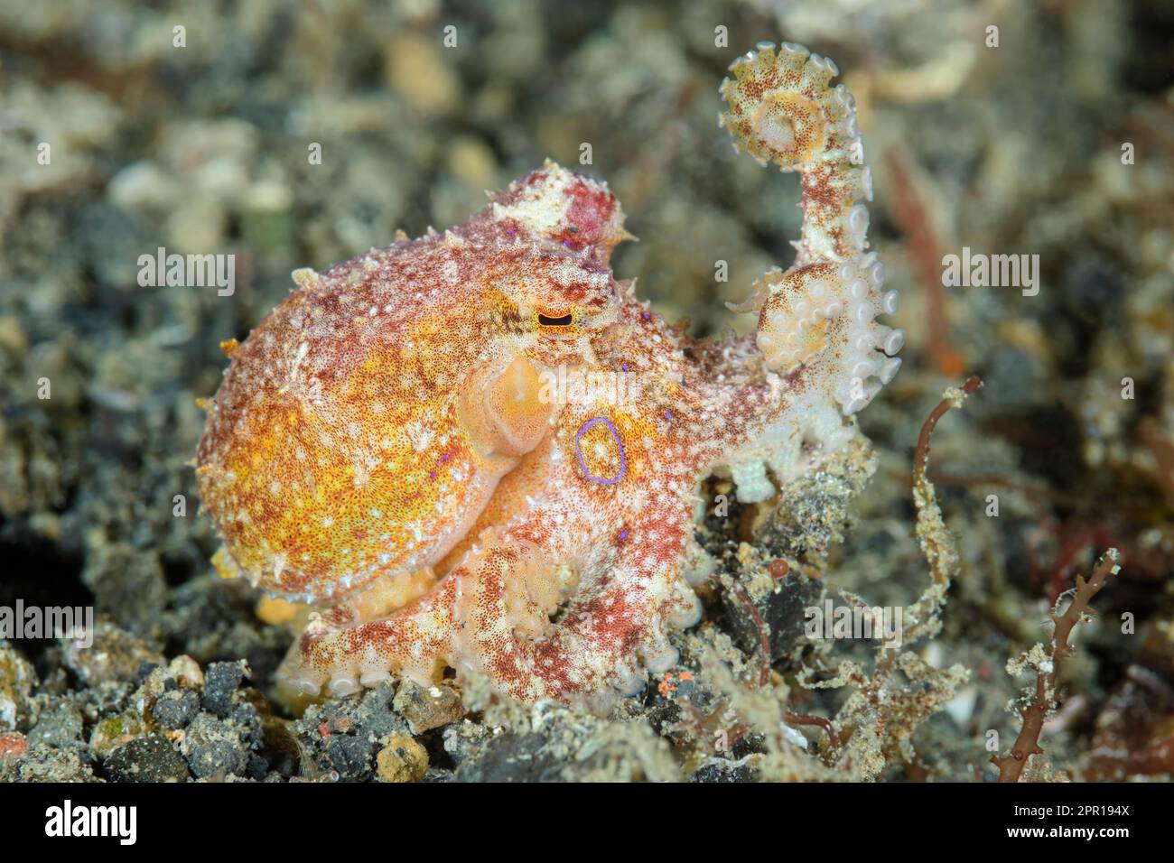 Poisonous ocellate octopus, Amphioctopus siamensis, Lembeh Strait, North Sulawesi, Indonesia