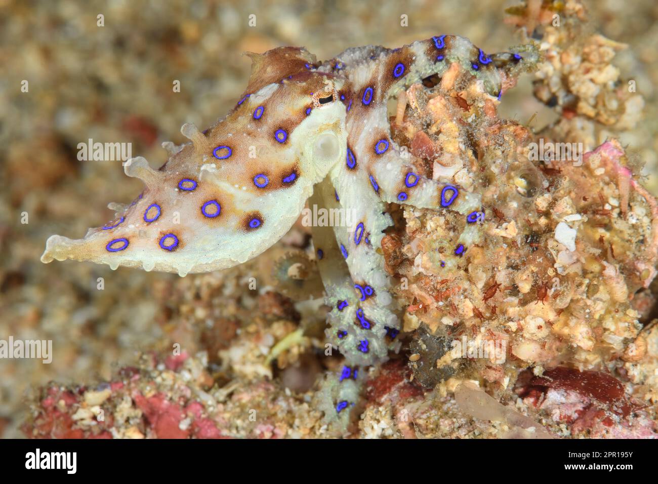 Blueringed octopus, a highly venomous species, Hapalochlaena sp