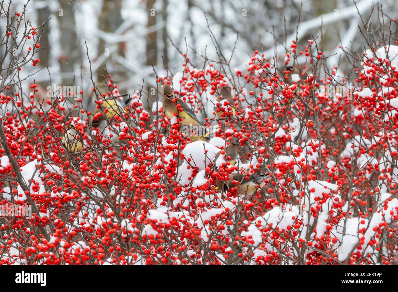 Cedar Waxwings feed on Winterberry, Ilex verticillata, after fresh