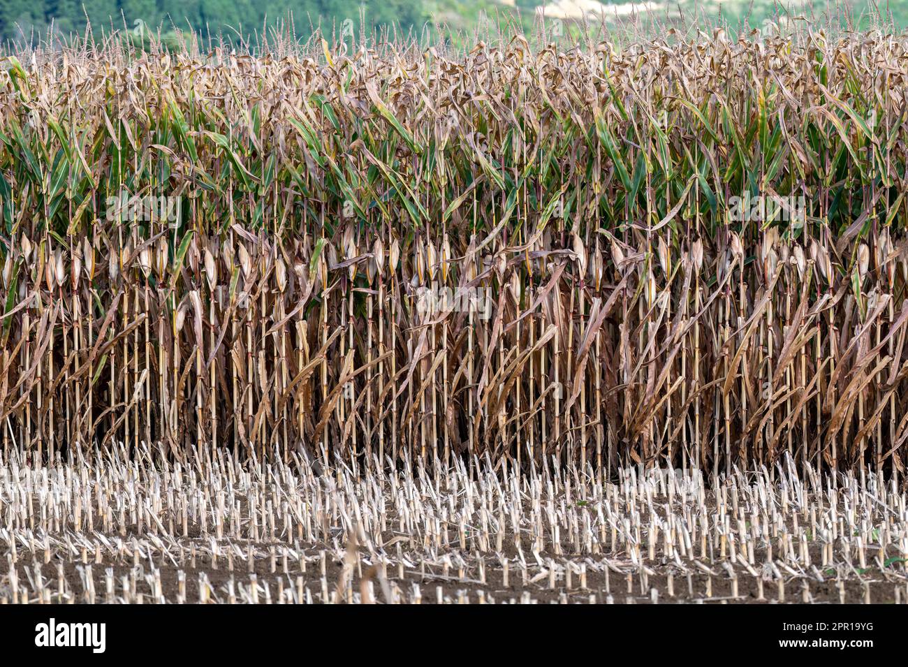 Tall corn stalks in hi-res stock photography and images - Alamy