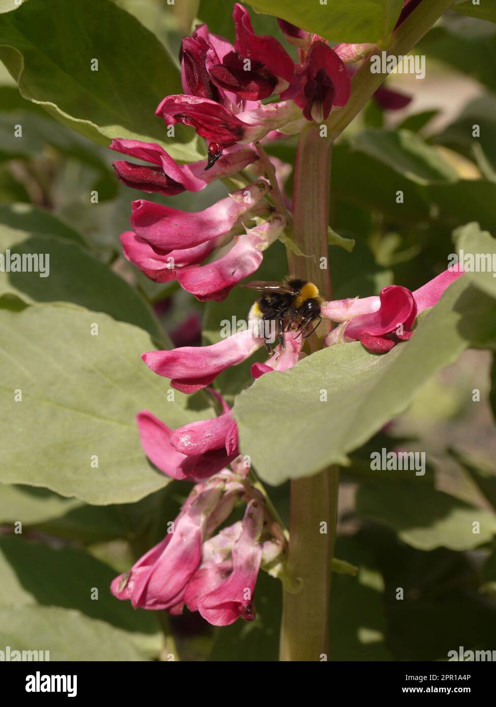 A bumblebee visits broad bean (Vicia faba) flowers in the Kitchen Garden at the Lost Gardens of Heligan Stock Photo