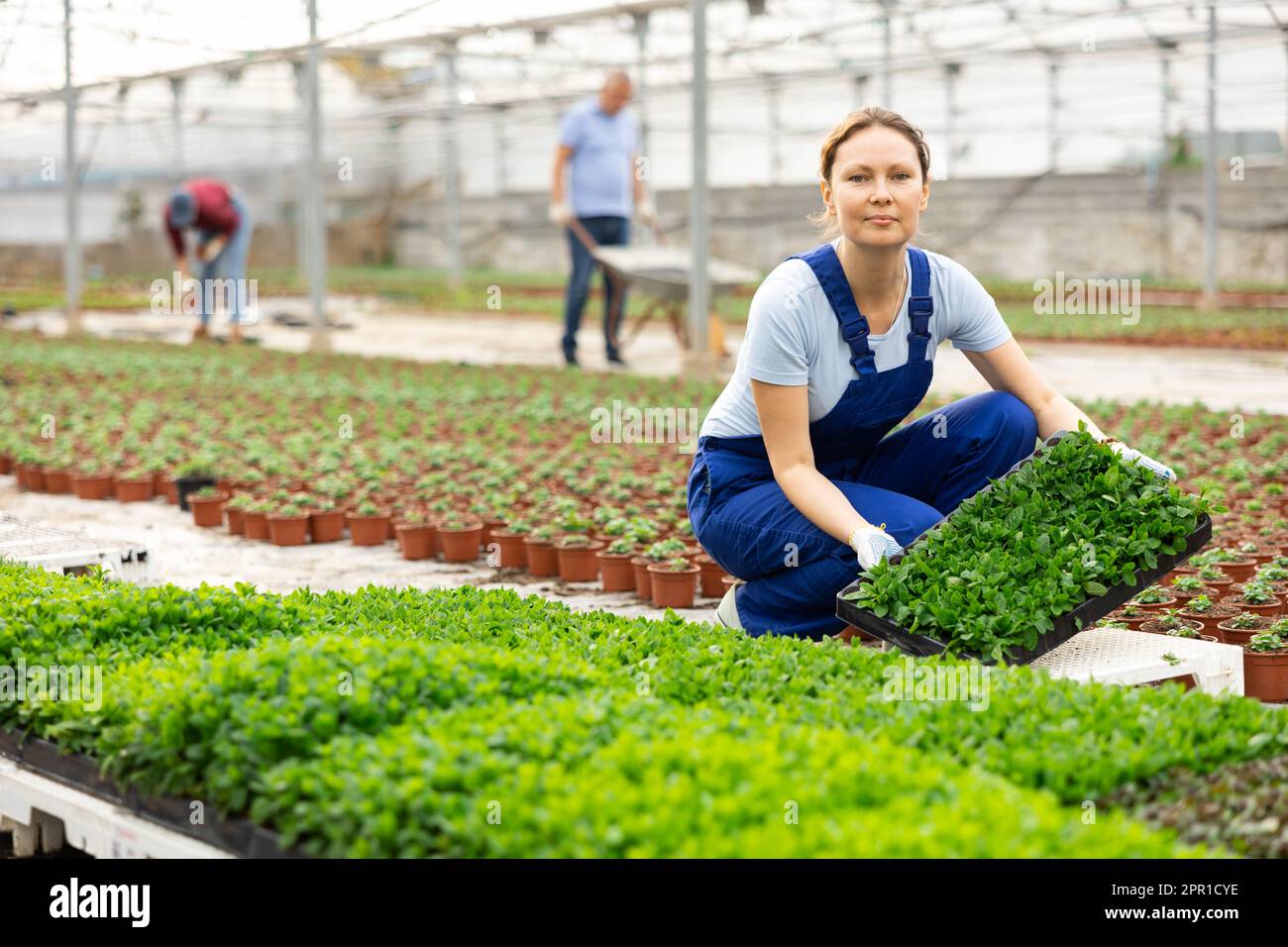 Female gardener in blue overall arranges pallets with l mint seedlings ...