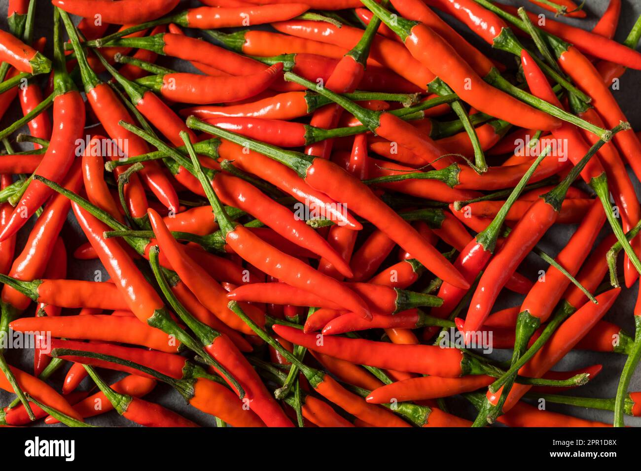 Spicy Organic Red Thai Birds Eye Chilli Peppers in a Bowl Stock Photo