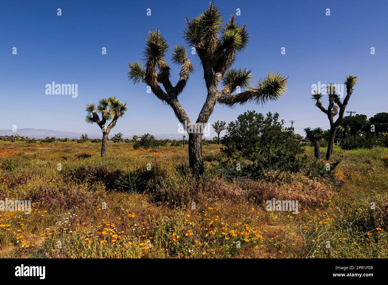 Lancaster, USA. 25th Apr, 2023. Wild California golden poppy fields