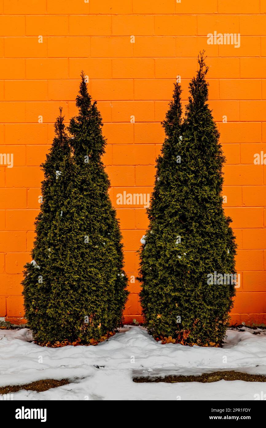 Arborvitae against an orange wall in downtown Big Rapids in Central Michigan, USA [No property release; editorial licensing only] Stock Photo