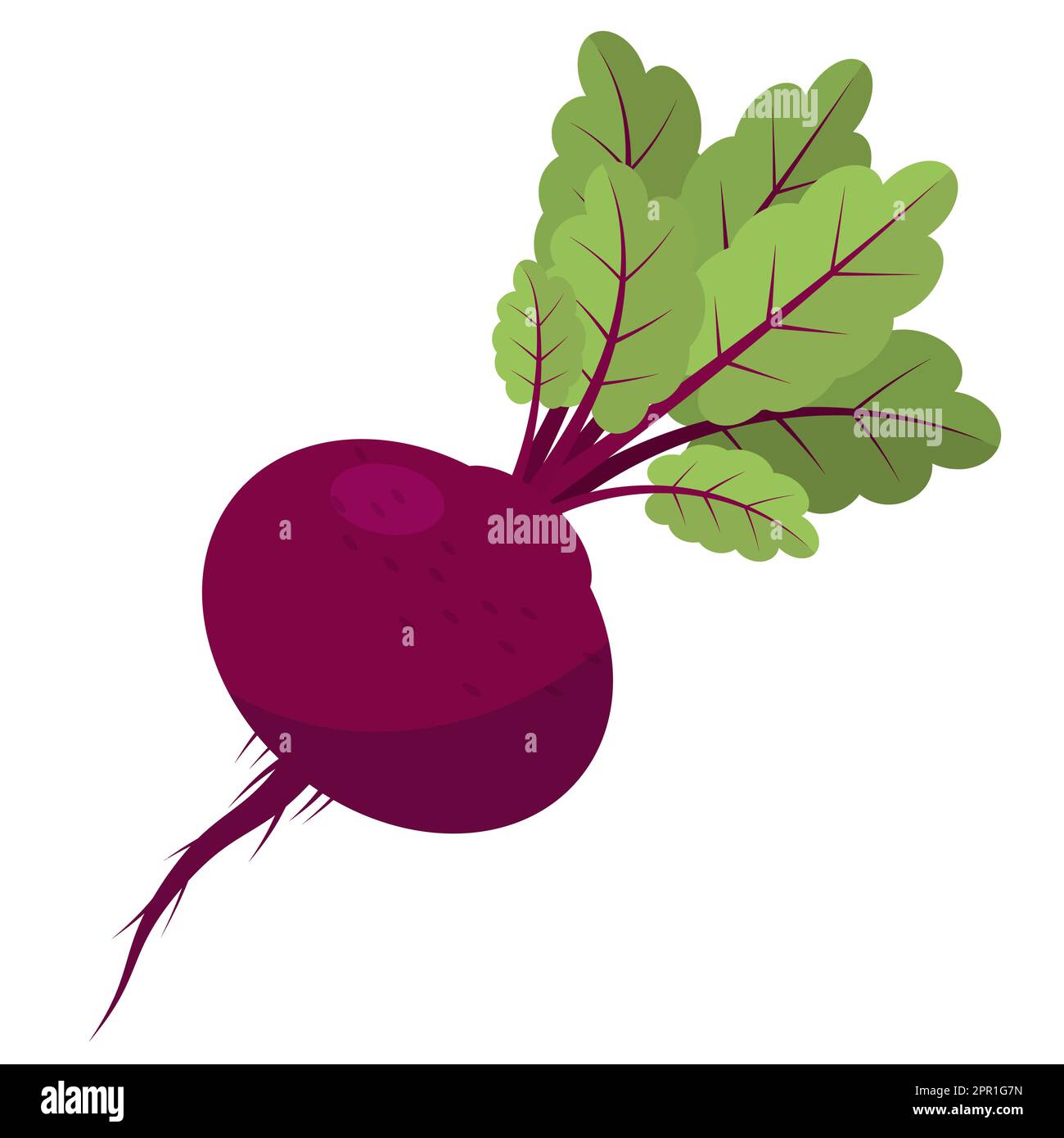 Fresh Beetroot Vegetable with Green Leaves on White Background. Stock Vector