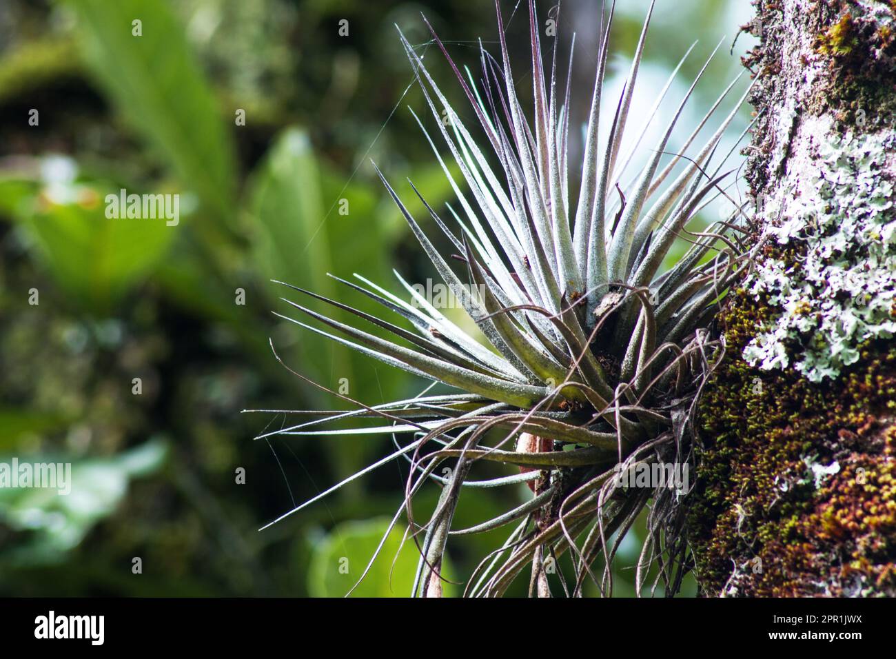 Tillandsia, air plant, bromeliad with lichen on a tree trunk on wild Stock Photo