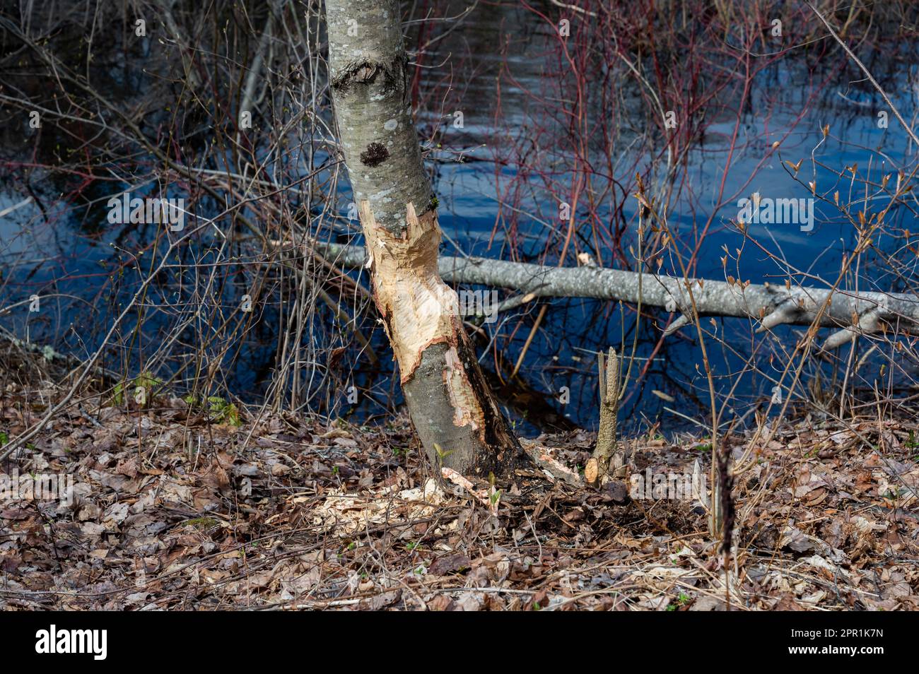 A red maple tree chewed by beavers on the banks of the Sacandaga River in the Adirondack Mountains, NY USA Stock Photo