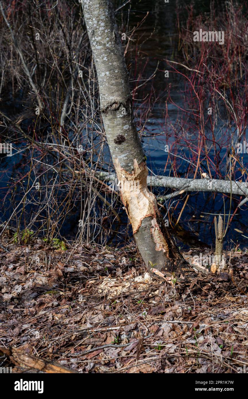 A red maple tree chewed by beavers on the banks of the Sacandaga River in the Adirondack Mountains, NY USA Stock Photo
